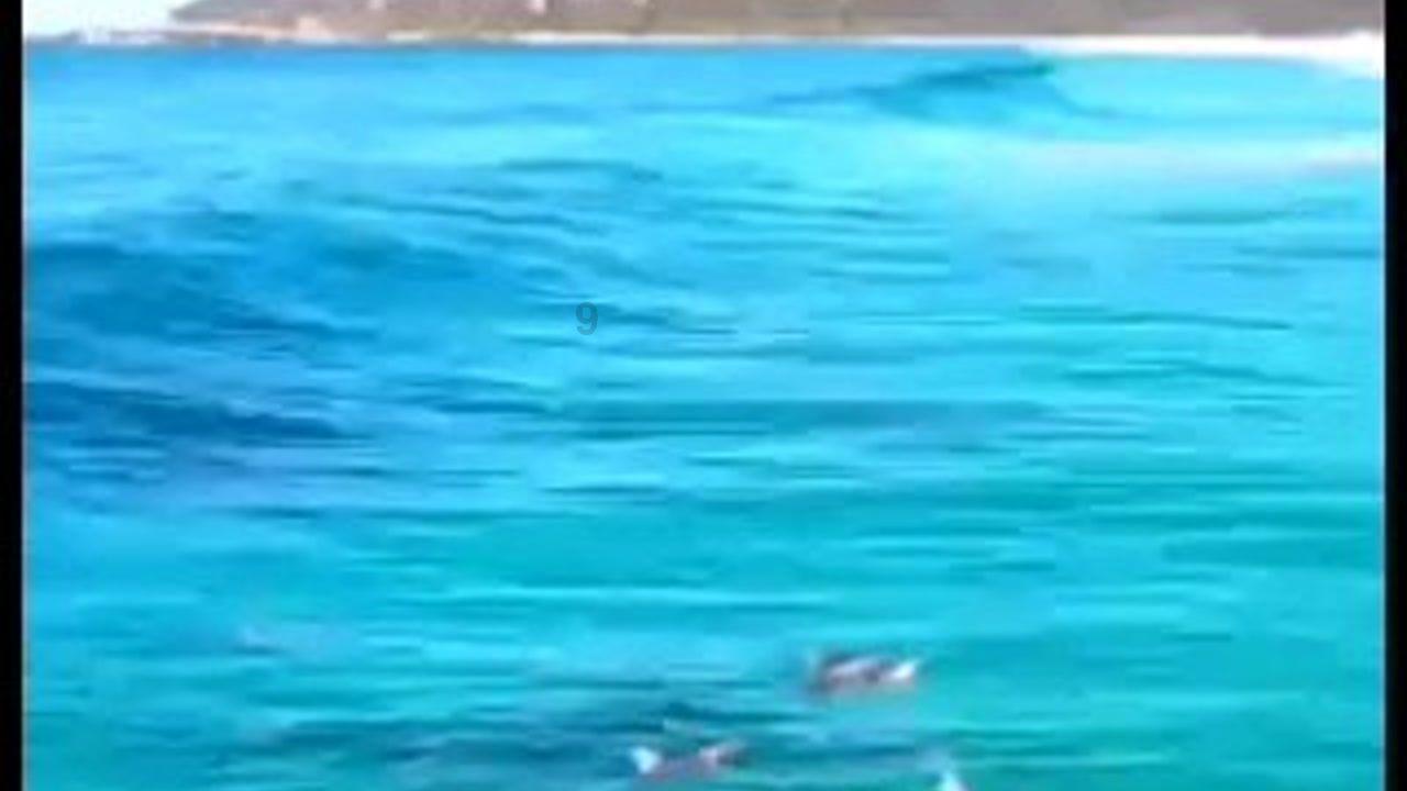 厉害了我的巧虎6